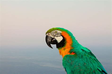 3840x2560 Animal Avian Beak Bird Bright Color Colorful