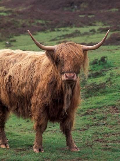 Scottish Highland Cattle Isle Of Skye Scotland Photographic Print By