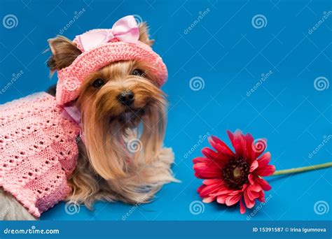 Yorkshire Terrier And Flower Stock Image Image Of Fluffy Favorite