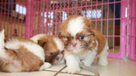 Sweet And Gentle Shih Tzu Puppies For Sale Georgia Local Breeders