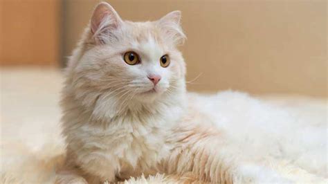 100 Gambar Kucing Lucu Imut Keren Cantik Galau