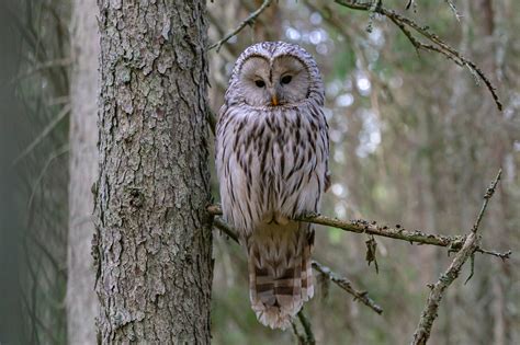 Photo Of White And Brown Owl Perched On A Tree Branch · Free Stock Photo