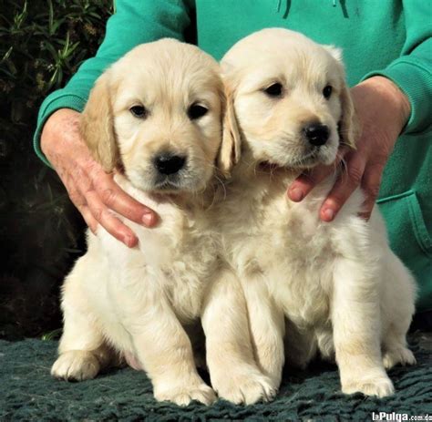 2 Adorables Cachorros De Golden Retriever Para Adopción Gratis