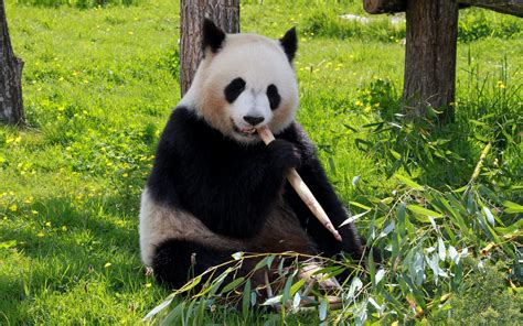 Wallpaper Cute Panda Eating Bamboo 3840x2160 Uhd 4k Picture Image