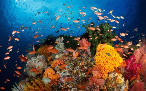 Raja Ampat Diving Explore The World S Most Biodiverse Waters