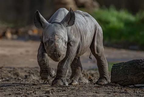 Chester Zoo Welcomes Birth Of Black Rhino One Of The Worlds Rarest