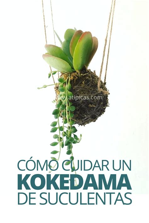 4 fertilizantes naturales para cactus suculen. Cáscaras de huevo como fertilizante o abono casero para ...