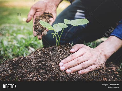 Planting Tree Two Image And Photo Free Trial Bigstock