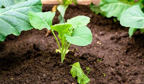 How To Grow Kohlrabi From Seed Your Ultimate Guide