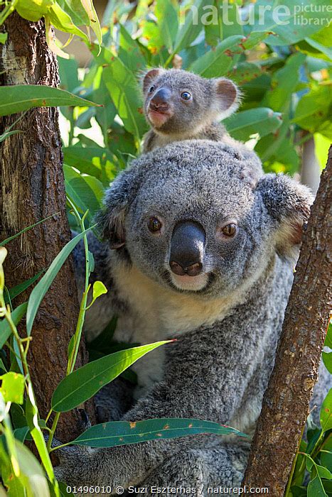 Nature Picture Library Koala Phascolarctos Cinereus Mother And Joey