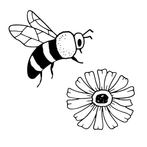 Premium Vector Honey Bee And Flower Isolated On White Insect In Hand Drawn Style Vector