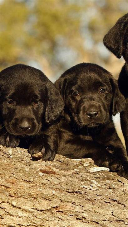 Labrador Desktop Retriever Puppies Wallpapers Mobiles Iphone