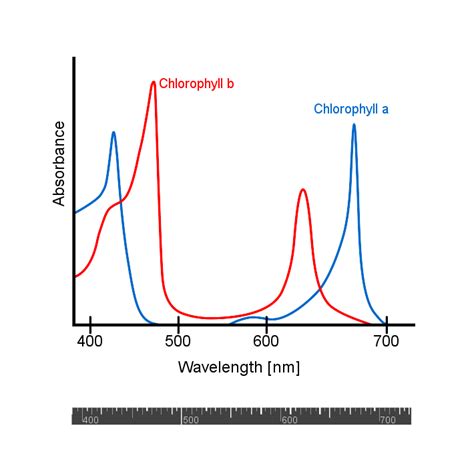 Chlorophyll a und b sind zwei hauptarten von chlorophyll, die in pflanzen und grünalgen vorkommen. Photosyntheserate und Absorptionsspektrum - lernen mit Serlo!