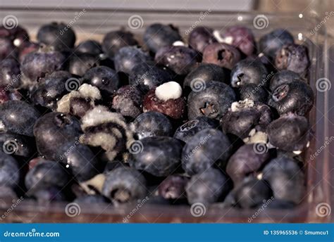 Moldy Bluberries With White Spots Stock Photo Image Of Food Berries
