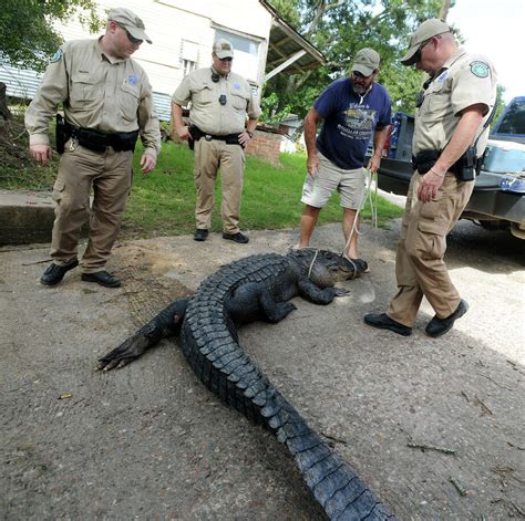 Gator Killed Officials Find Remains Of Man Inside Body Beaumont