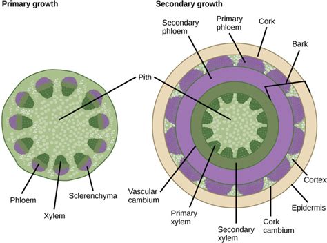 Vascular Tissue In Plants Diagram
