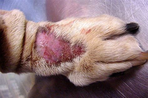 Dermatomiosite nel cane cos è sintomi cause e cura della malattia