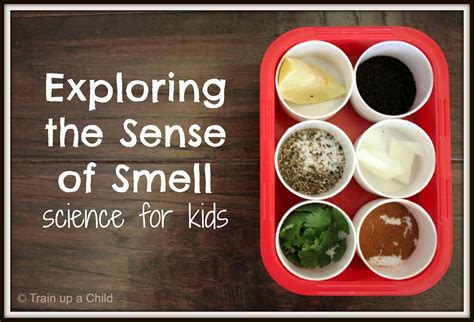Exploring The Sense Of Smell With A Game ~ Learn Play Imagine