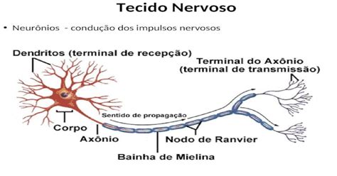 Tecido Nervoso Neurônios Condução Dos Impulsos Nervosos Ppt