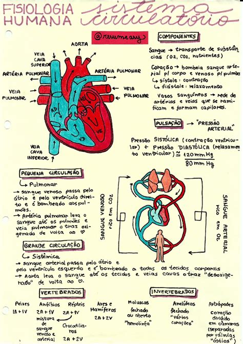 Mapa Do Sistema Cardiovascular
