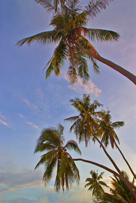 Sunset Palms Stock Photo Image Of Dusk Rays Summer 3614962