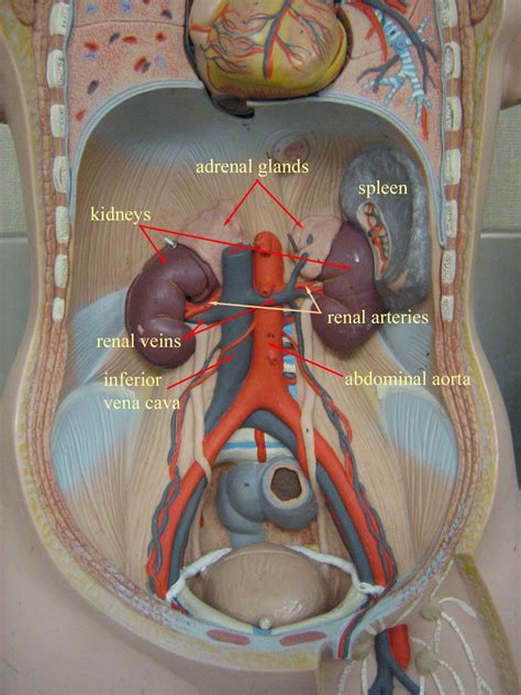 32pcs assemble 4d master human torso body model anatomical anatomy of organs medical teaching diy science. Abdominal Cavity, kidneys model | Medical anatomy, Medical ...