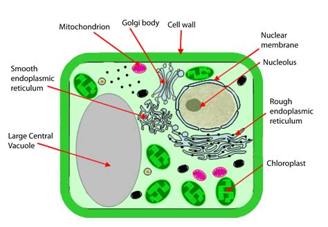 Diagrams Of Plant Cell 101 Diagrams