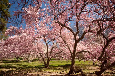 America's most popular native flowering tree thrives in the home garden by anne balogh. Beautiful Blooming Trees for Spring | The Garden Glove