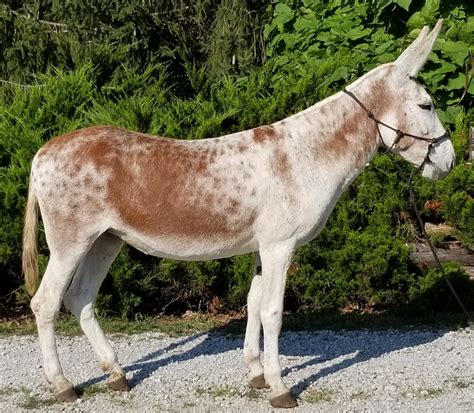 Riding Donkeys For Sale