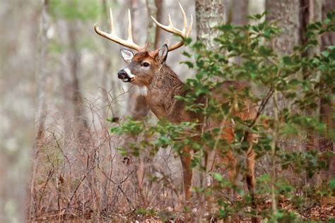 How To Hunt Mountain Bucks North American Whitetail