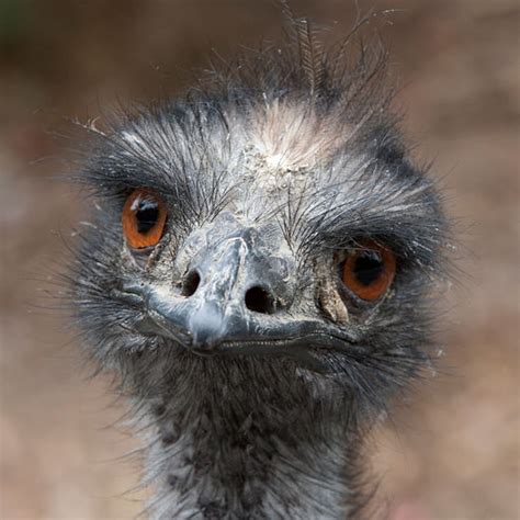The Great Unknown Emu War The Bona Venture