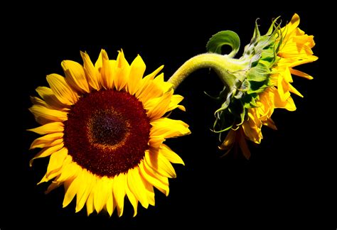 Sunflower Wallpaper Collection 5055x3456 Coolwallpapersme