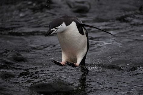 Chinstrap Penguin Numbers In Some Antarctic Colonies Have Fallen