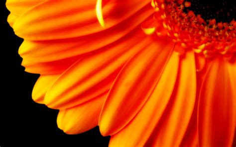 Orange Flower Wallpapers And Images Wallpapers Pictures Photos