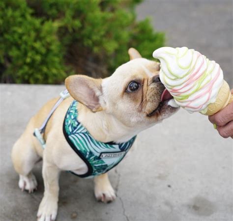 French bulldogs are one of the most popular breeds chosen by potential also available are some dna specific tests that can be carried out for the presence of color alleles. Yum, ice cream!! Leo, the French Bulldog, @frenchieleo on ...