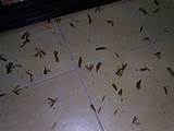 Termite Flies Images