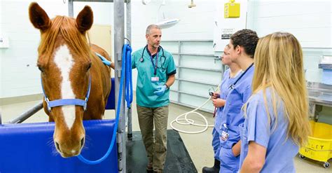 Equine Vet Schools In California