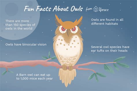 Owl Facts For Kids