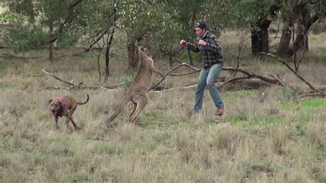 Man Punches Kangaroo Youtube