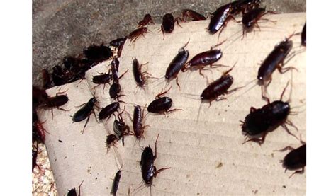 Over 1000 Cockroaches Released In Restaurant By Criminals Yardhype