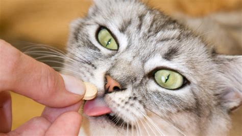 Tips For Giving Your Pet Their Medications Goodrx
