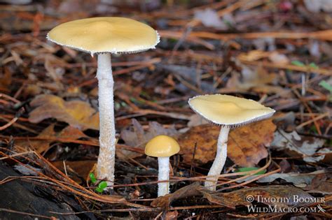 Questionable Stropharia Stropharia Ambigua Mushroom Pictures Wild