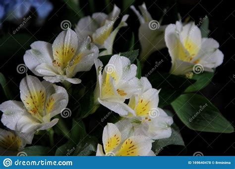Fiori bianchi con centro giallo : Piccolo Bouquet Di Iris Fiori Di Iride Bianchi Con Un Pestello Giallo, Su Uno Sfondo Scuro ...