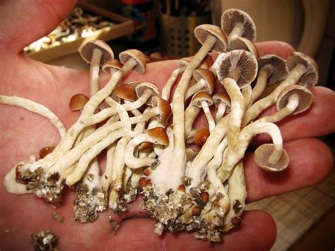 Brits Are Having Amazing Sex Eating Magic Mushrooms To Get Through
