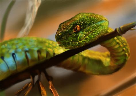 Snakes don't need to eat as often as other animals because they have a very slow metabolism rate. animals, Snake Wallpapers HD / Desktop and Mobile Backgrounds