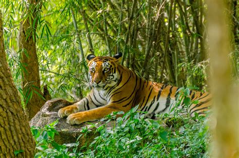 Eq Save The Ganga Cambodias Wild Tigers Nearly Extinct And More