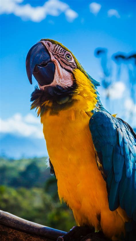 Download Wallpaper 1080x1920 Parrot Macaw Bird Color Beak Samsung