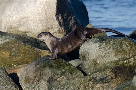Both species belong to the mustelidae (weasel) family; River Otter vs Sea Otter: You Otter Know - Don Enright
