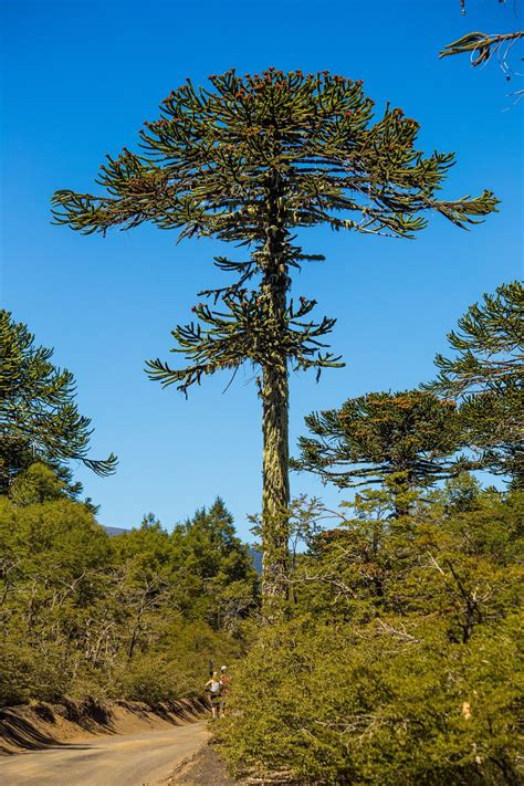 Araucaria Araucana Wikipedia Trees To Plant Denver Botanic Gardens