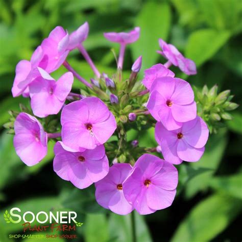 Fashionably Early Flamingo Garden Phlox Buy Online Best Prices